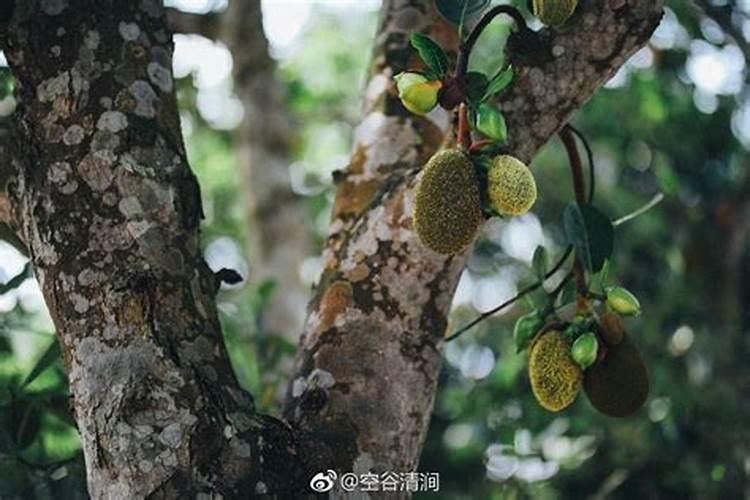 菠萝蜜树施肥方法和技术