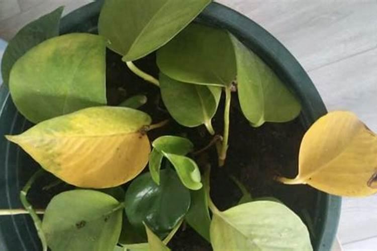 红蜘蛛是常见绿豆的病害,绿豆怎么防害虫红蜘蛛？