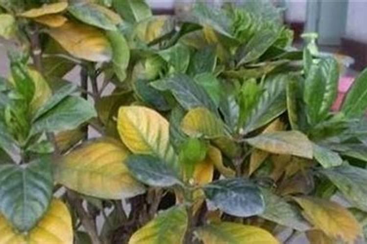 绿豆根腐病死棵率高,绿豆根腐病防治方法有什么？