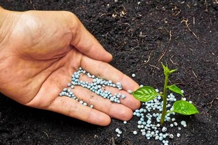 大棚草莓种植需要使用什么肥料？施肥比例怎么选择