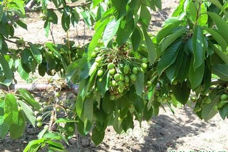 樱桃保花保果叶面喷什么好？樱桃挂果期用什么肥料吸收好？