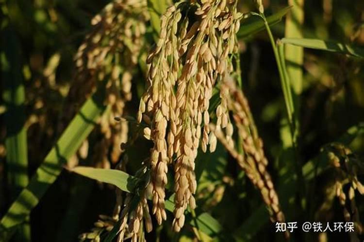 重庆市顺宇生物有机肥开发有限公司怎么样？