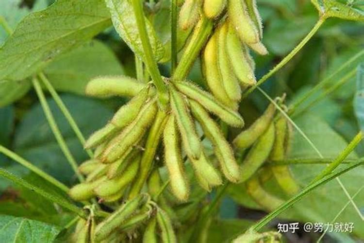 大蒜现在用什么水溶肥？