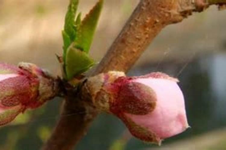 为什么苹果花后要追肥？不可以花前追吗？