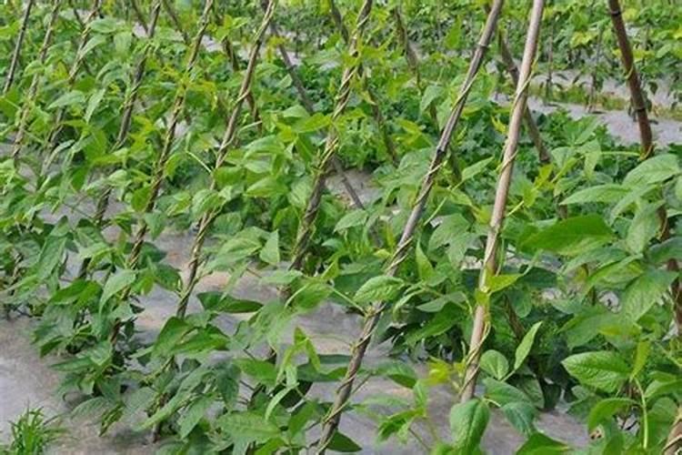 大棚氯化钾超标种豆角可以吗