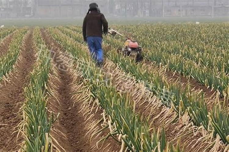 在阴天,小葱能浇水吗？能追肥吗