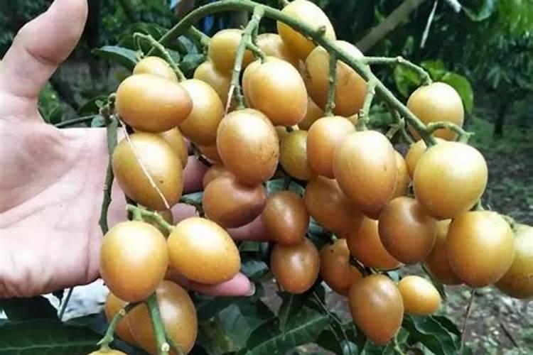 黄晶果黄晶果的养殖方法/黄晶果的养护知识