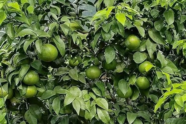 果树什么时期喷施叶面肥,上色增甜膨大用什么肥料好,叶面肥促花保果怎 ...