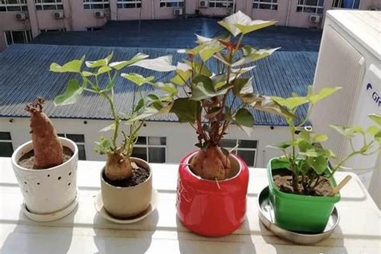 红薯叶面能喷尿素