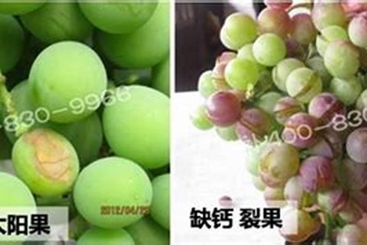 含腐植酸水溶肥料为何这么备受欢迎