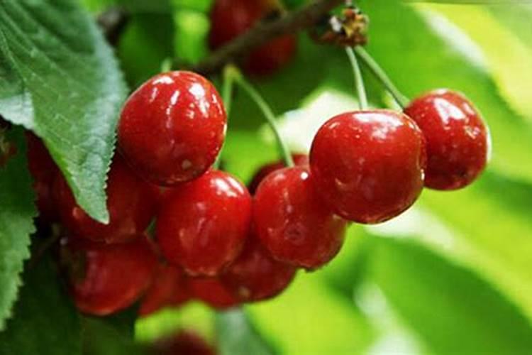 氯化钾的施用方法及注意事项有哪些？