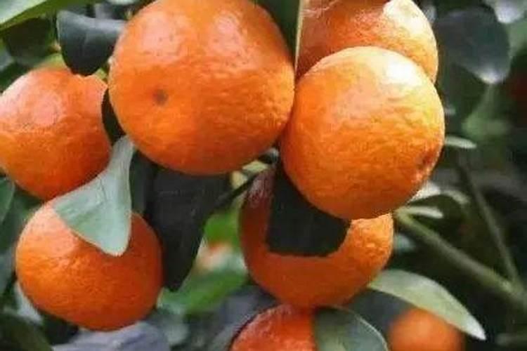 芸苔素在桃树花前喷施什么时间好？