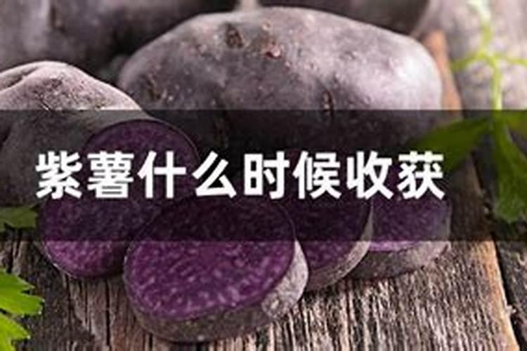 精喹禾灵加烯草酮在紫薯上能使用吗