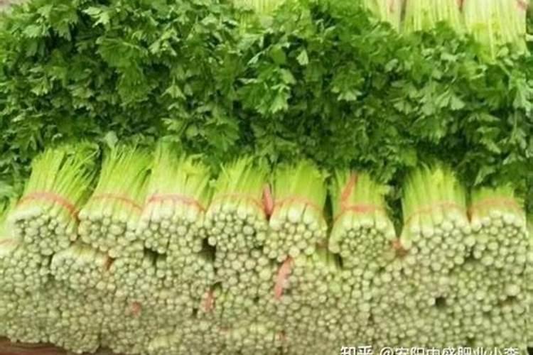 芹菜后期冲什么肥料好