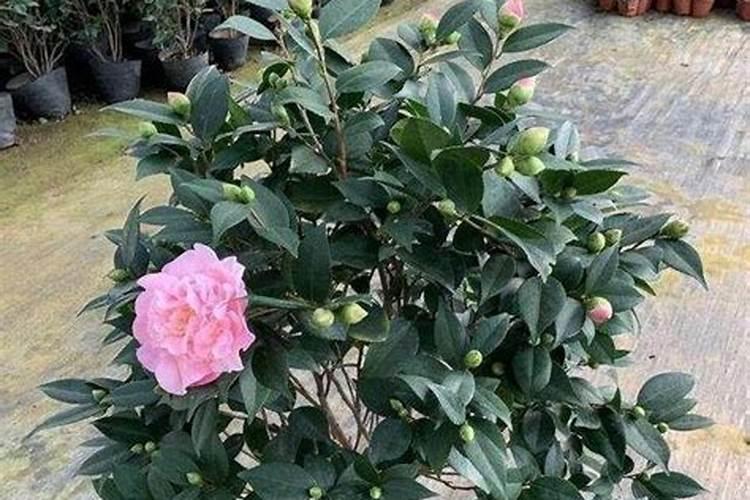 茶花施什么肥料最好