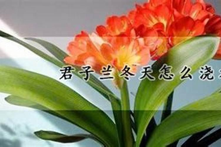 君子兰冬天可以施肥吗