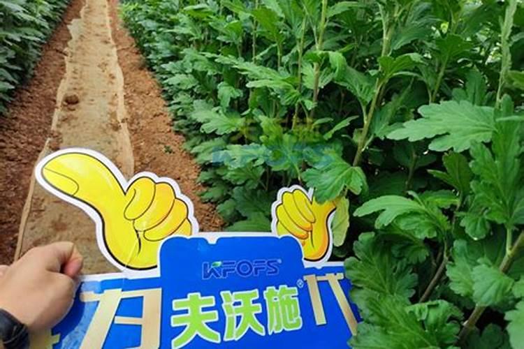 最好的养花肥料有哪些？