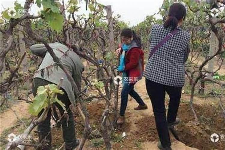 移栽大树如何施肥？