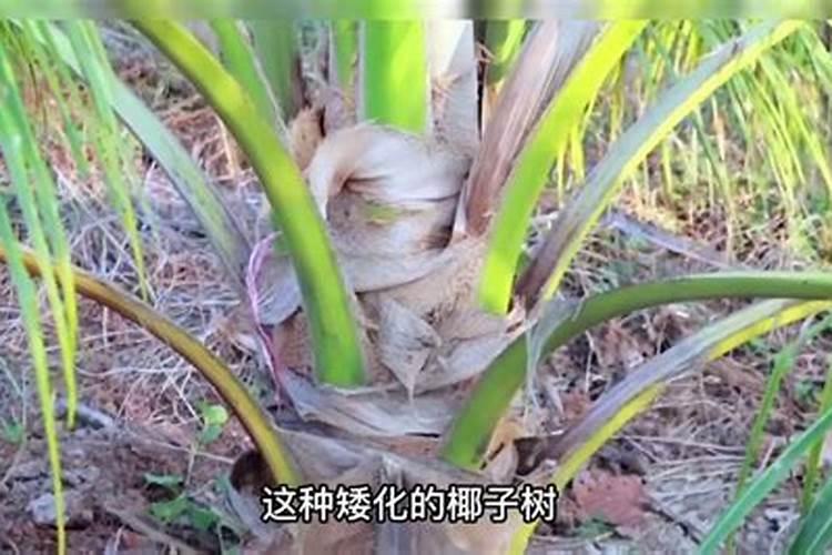 椰子树怎么种