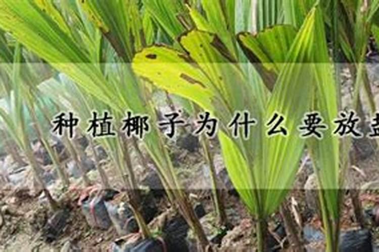 种椰子树的正确方法