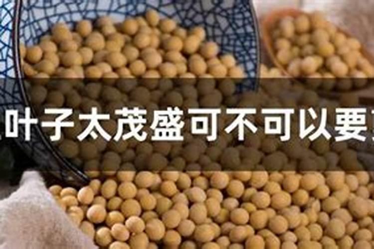 黄豆己开花叶子太密盛可以剪叶子吗？