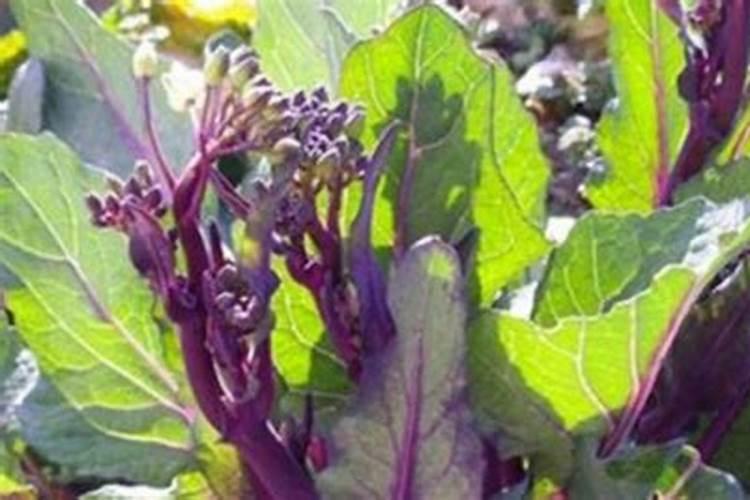 红菜苔叶子枯黄怎么办？