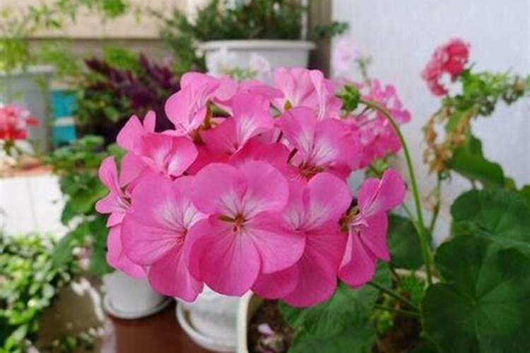 洋绣球的养殖方法及注意事项