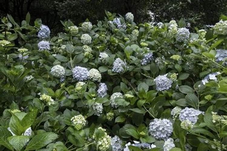 洋绣球应该怎样培育？