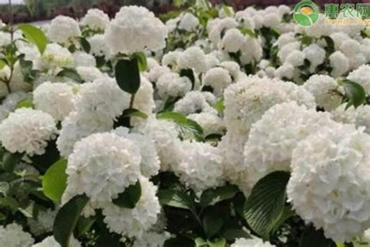 天竺葵施什么肥