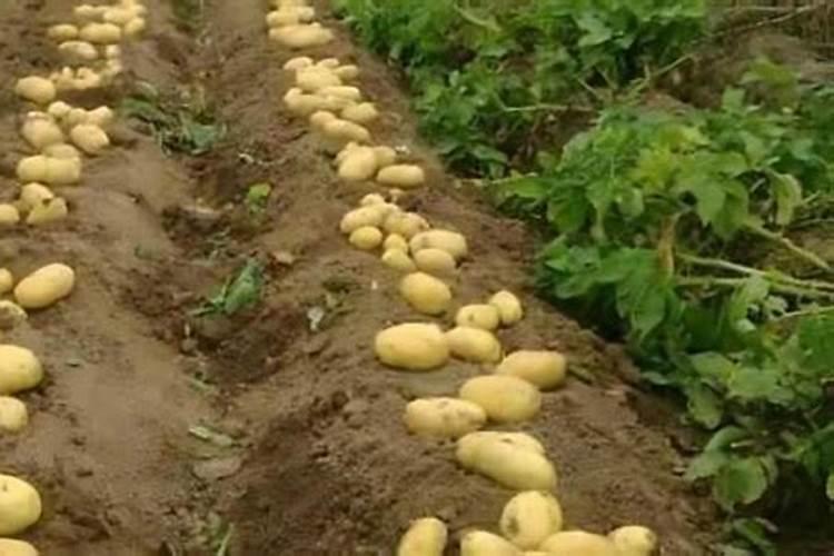 土豆种植后期怎样管理