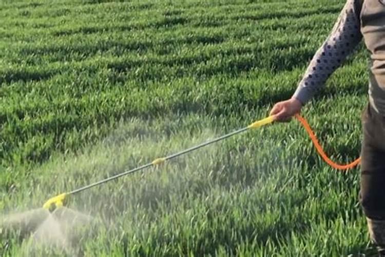 小麦返青期追肥,用什么肥料好