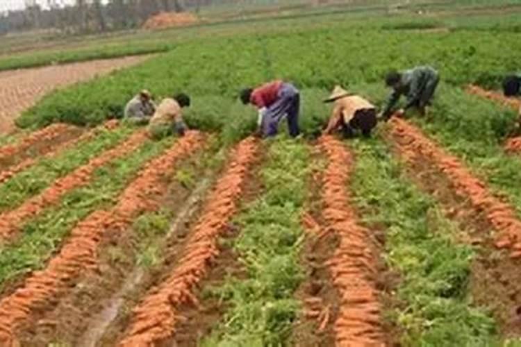 胡萝卜什么时间施肥