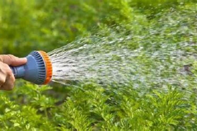 37度的高温可以种胡萝卜吗