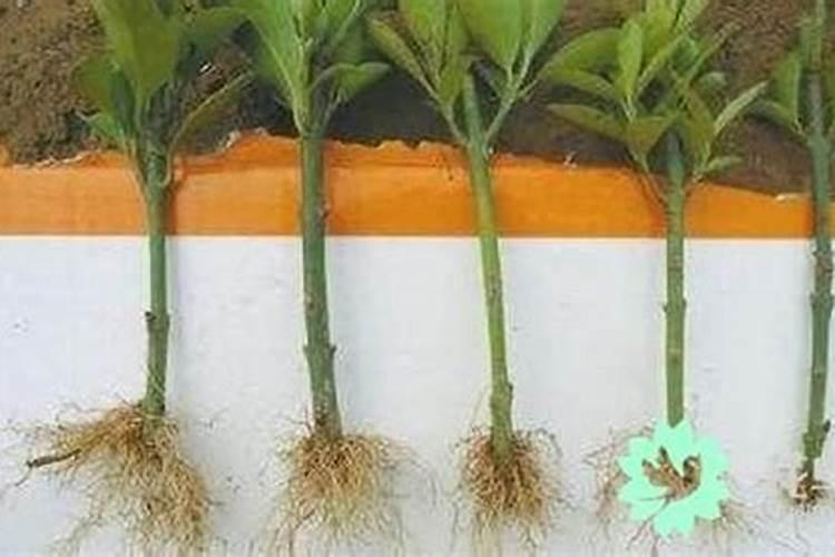 老榆木一节如何生根