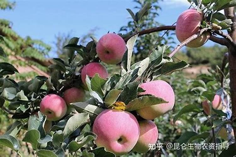 苹果树开花前补什么微肥好？