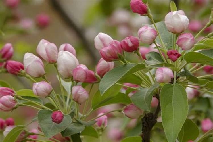 苹果树喷什么叶面肥好