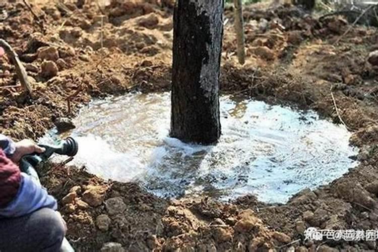 1克硫酸亚铁兑多少水浇花