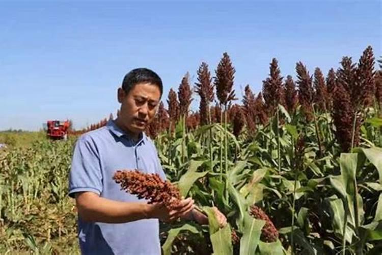 高粱苗控旺怎么做