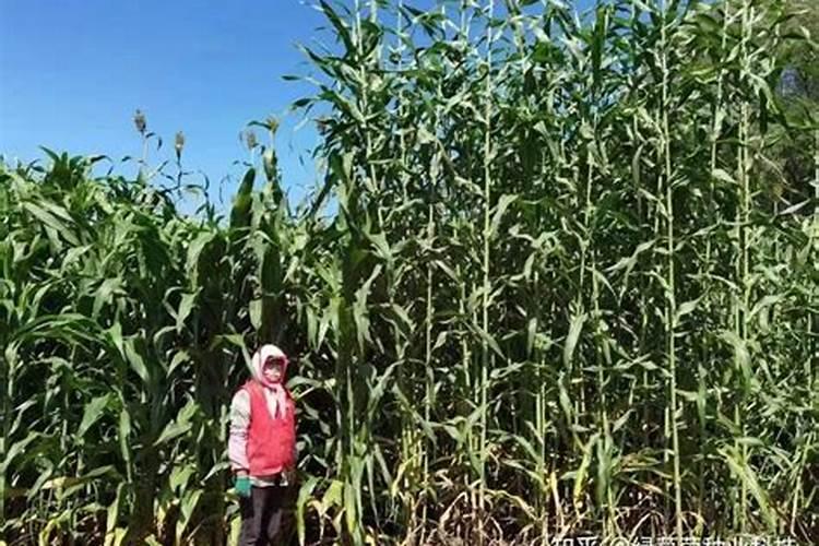 高粱怎么施肥好 高粱的施肥技巧