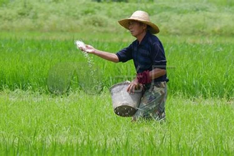 种菜施底肥的正确方法