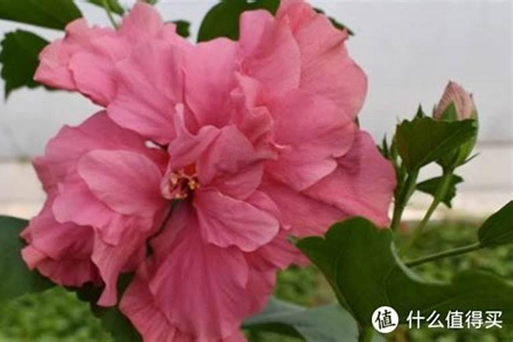 扶桑花施什么肥最好