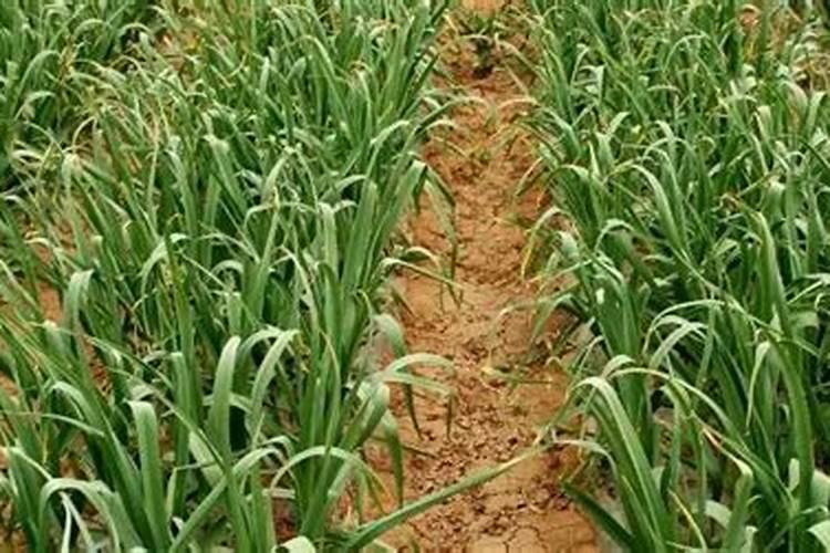 种大蒜需要什么肥料最好