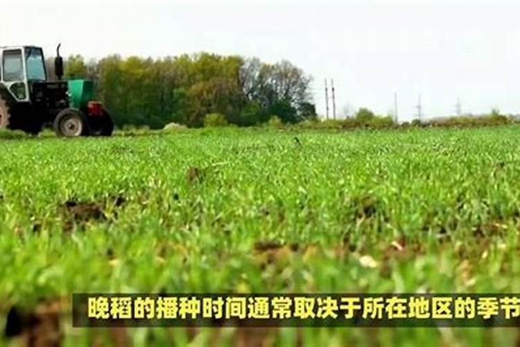 水稻什么时候施钾肥,钾肥对水稻的作用