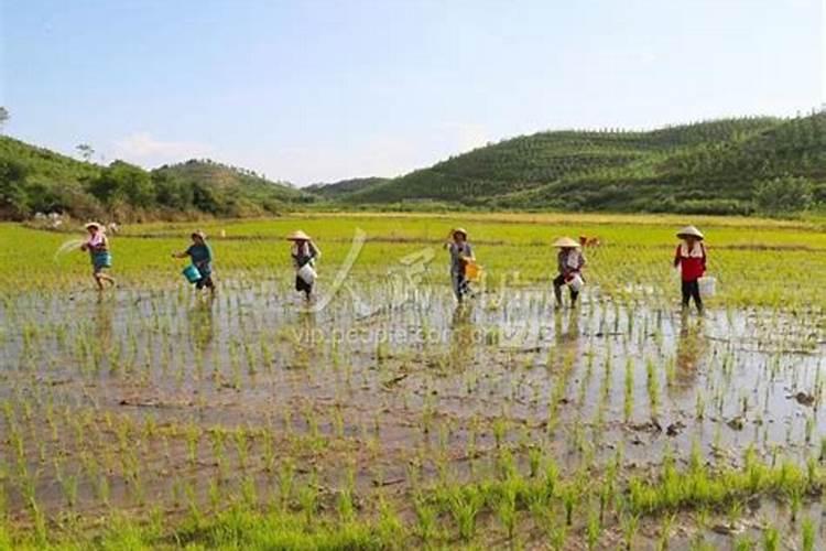 水稻钾肥的正确使用方法