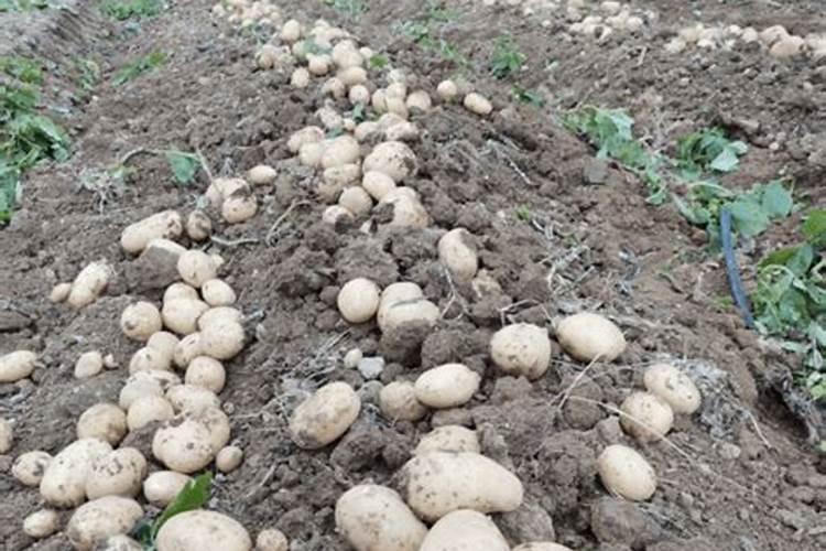 复硝酚钠可以和矿源黄腐酸钾搭配吗