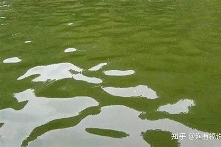 小球藻在家怎么培养