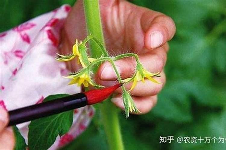 西红柿花期能喷施叶面肥吗