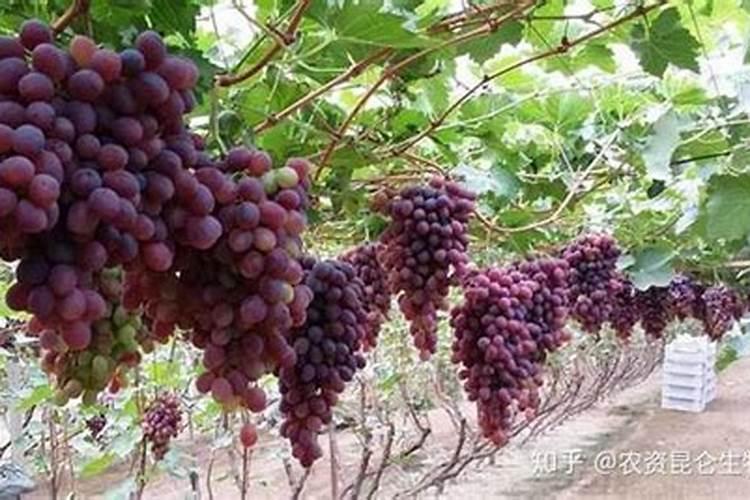 葡萄树一年需施多少氮磷钾肥料