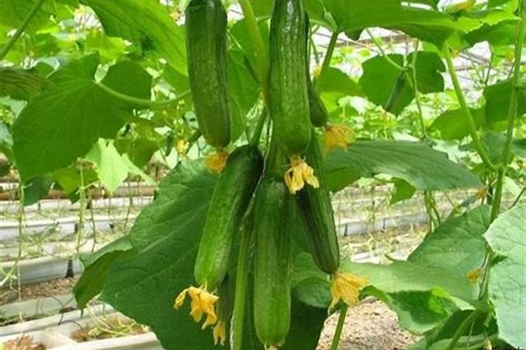 蔬菜锌肥用多了会怎样