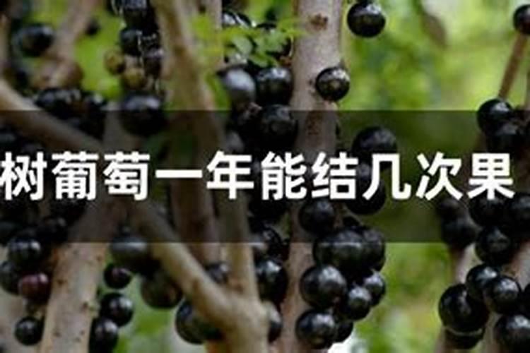 葡萄树施什么肥好